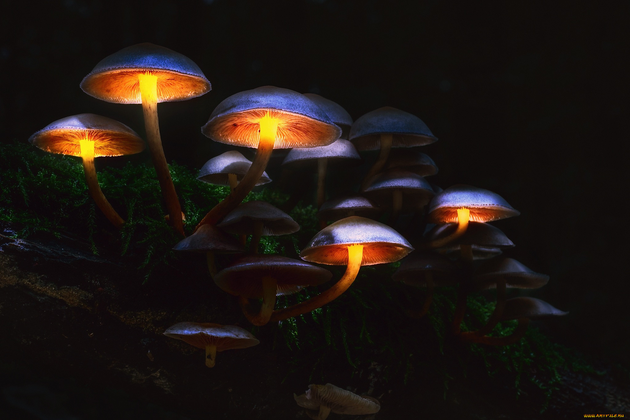 Светящийся гриб. Мицена хлорофос. Флюоресценция грибы. Mycena silvaelucens. Светящийся гриб Геншин.